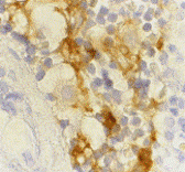 Antibody product image